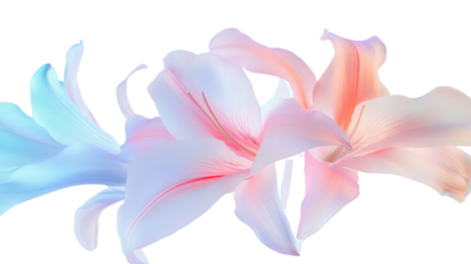 Lily flower with soft pastel hues, transparent background