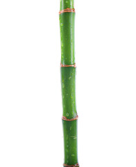 Fototapeta premium Stem of decorative bamboo plant isolated on white