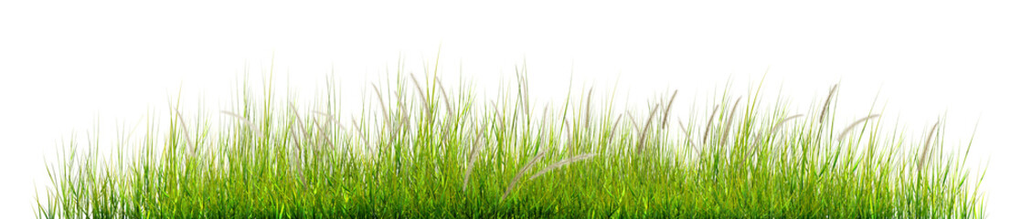 green grass isolated on white background