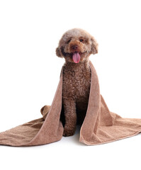 Cute dog wrapped in towel on white background