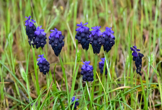 photos of wild flowers, wild hyacinths