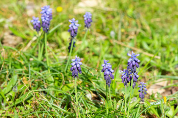 photos of wild flowers, wild hyacinths