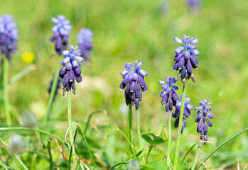 photos of wild flowers, wild hyacinths