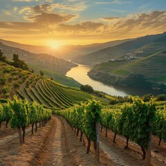 Douro vineyards at sunset