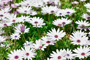 various garden flowers, various daisies