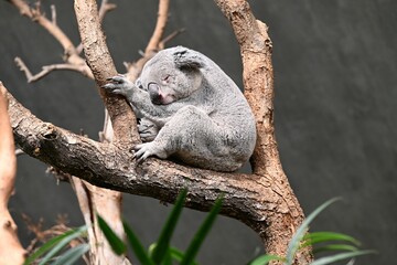 Peaceful koala sleeping on a tree branch.