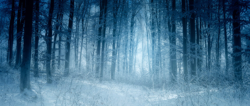 dark fantasy winter forest panorama