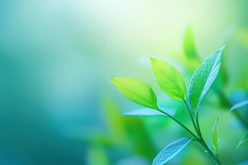 Fototapeta premium A leafy green plant with a blue background