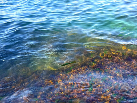 Sea waves over algae at the bottom.