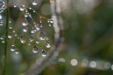 Transparent dew drops hang on fragile spikelets.