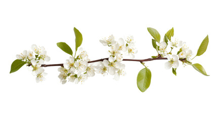 Fototapeta premium Blossoming tree branch, transparent background
