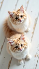 two kittens standing on white floor looking up at the camera concept of playful pets, kitten training, animal photography