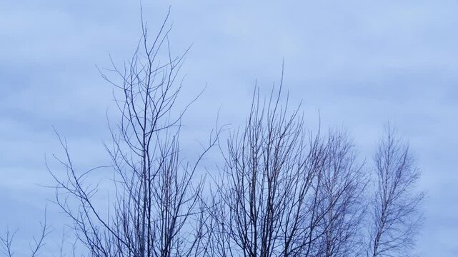 Branches of a leafless tree against a cloudy sky. Autumn