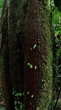 Leafcutter ants moving on a tree.
