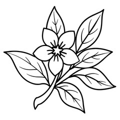 black and white lily