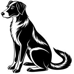 black and white dog