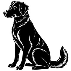 black labrador retriever dog