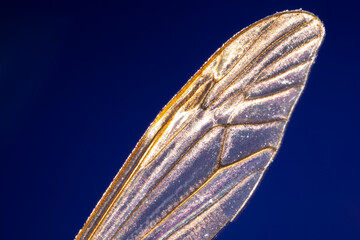 1 transparent mosquito wing with visible veins under a blue background