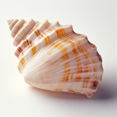 A beautifully detailed seashell with a spiraled shape, showcasing natural colors and textures, resting on a smooth surface.