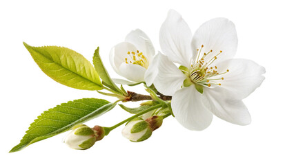 Fototapeta premium White Flower with Yellow Center and Green Leaves - Isolated on White Background,blossom isolated on white.