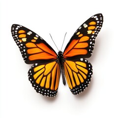 Fototapeta premium A vibrant monarch butterfly with striking orange and black wings, showcasing intricate patterns against a clean white background.