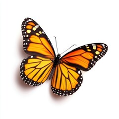 A vibrant orange and black Monarch butterfly with spread wings, showcasing intricate patterns against a plain background.