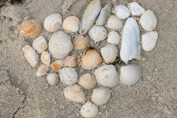 Auswahl an schönen Muscheln gefunden im Sand am Nordsee Strand.