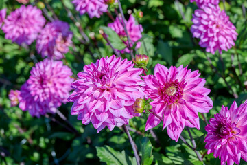 Fototapeta premium dahlia Ravelli, light and dark pink flower