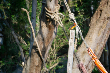 Vibrant Pyrocephalus obscurus resting near the lagoon at Huacachina Oasis in the Ica desert Peru