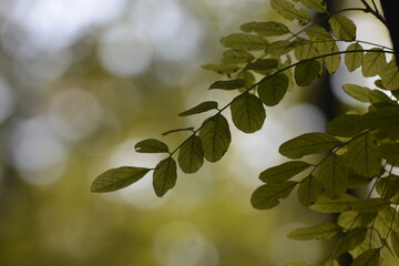 green leaves in sunlight