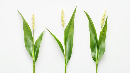 Naklejka premium Green Wheat Stalks on White: A Minimalist Botanical Study