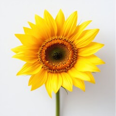 Obraz premium A vibrant sunflower with yellow petals and a dark center, set against a clean, white background, radiating cheerfulness and natural beauty.