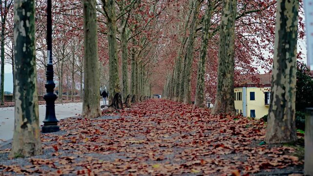 Via alberata con paesaggio autunnale