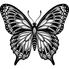 butterfly on white background