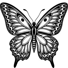 black and white butterfly