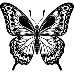 butterfly on white background