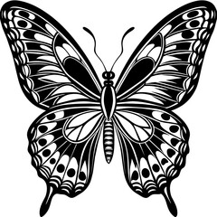 butterfly illustration