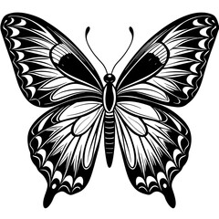 butterfly illustration