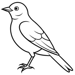 bird on white background