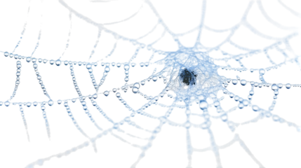 Spider web with dew drops on transparent background.