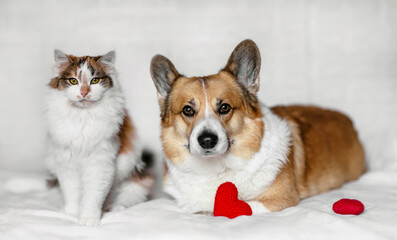 couple of furry friends dog corgi and tricolor cat next to each other on white background with red hearts
