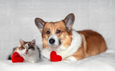 couple of furry friends dog corgi and tricolor cat next to each other on white background with red hearts at paws