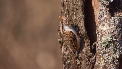 A Common Treecreeper bird sits sideways on a tree trunk in a forest in spring holding a small piece of wood in its beak