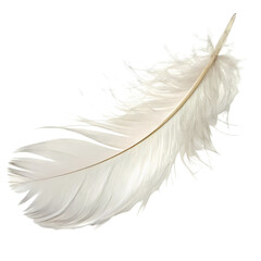 Obraz premium Detailed Close-up of a Pristine White Feather