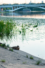 Female duck resting on a riverbank near calm water with aquatic plants, a bridge, and city...