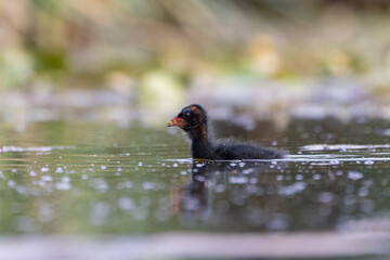 Teichrallenküken schwimmt in einem Teich - aufgenommen aus dem floating hide