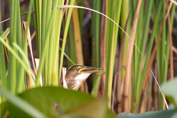 Zwergdommel zwischen Schilfhalmen - aufgenommen aus dem floating hide