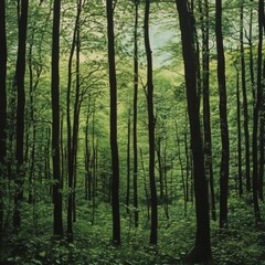Fototapeta premium Lush emerald forest