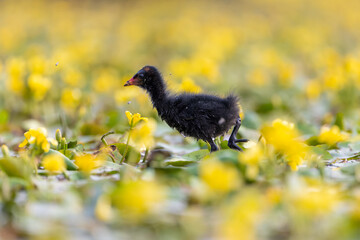Teichrallenküken läuft in einem Teich über Wasserpflanzen - aufgenommen aus dem floating hide