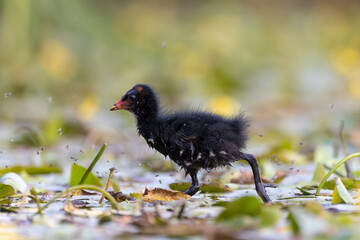 Teichrallenküken läuft in einem Teich über Wasserpflanzen - aufgenommen aus dem floating hide